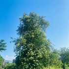 Kikeriki - Holundersirup frisch ab Baum
