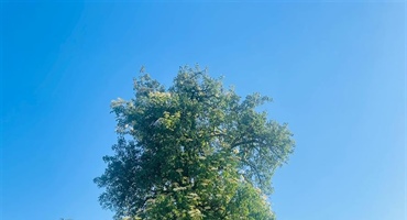 Kikeriki - Holundersirup frisch ab Baum
