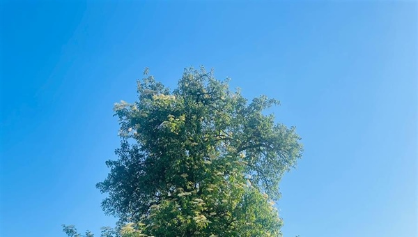 Kikeriki - Holundersirup frisch ab Baum