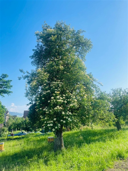 Kikeriki - Holundersirup frisch ab Baum