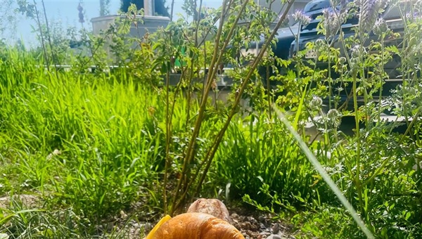 Frühstück beim Hof Kafi